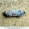 spialia orbifer pyatigorsk pupa1